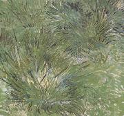 Vincent Van Gogh Clumps of Grass (nn04) oil painting reproduction